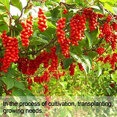 Wananfu Schisandra Berry Dried 17.6oz, Schizandra Berries for Tea, Wuweizi (北五味子)