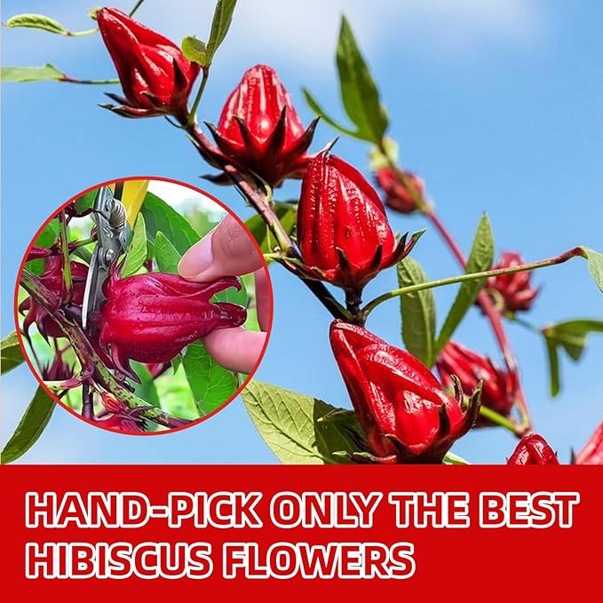 Premium Hibiscus Tea Bags, 60 Count, 100% Pure & Natural Dried Hibiscus Flowers - No Sugar, Caffeine-Free, Gluten-Free, Vegan. Tart & Refreshing, Ideal for Hot or Iced Tea, Rich in Natural Goodness