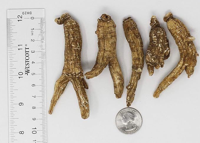 Hand-Selected American Wisconsin Farmed Ginseng Root 美国威斯康辛州 长枝西洋参 花旗参 | Cultivated Wisconsin American Ginseng (Medium 4oz/Box)