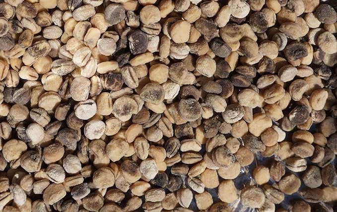 Stratifed Ginseng Seed 1 Pound Package