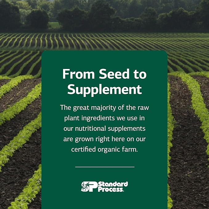 Standard Process Soybean Lecithin - Brain Health Support Supplement - Nutritional Whole Food-Based Supplement with Essential Fatty Acids from Soybean Lecithin - 240 Softgels