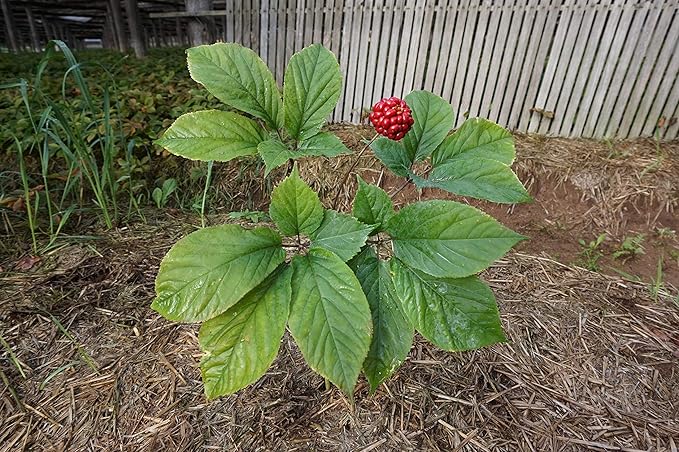 Stratifed Ginseng Seed 1 Pound Package