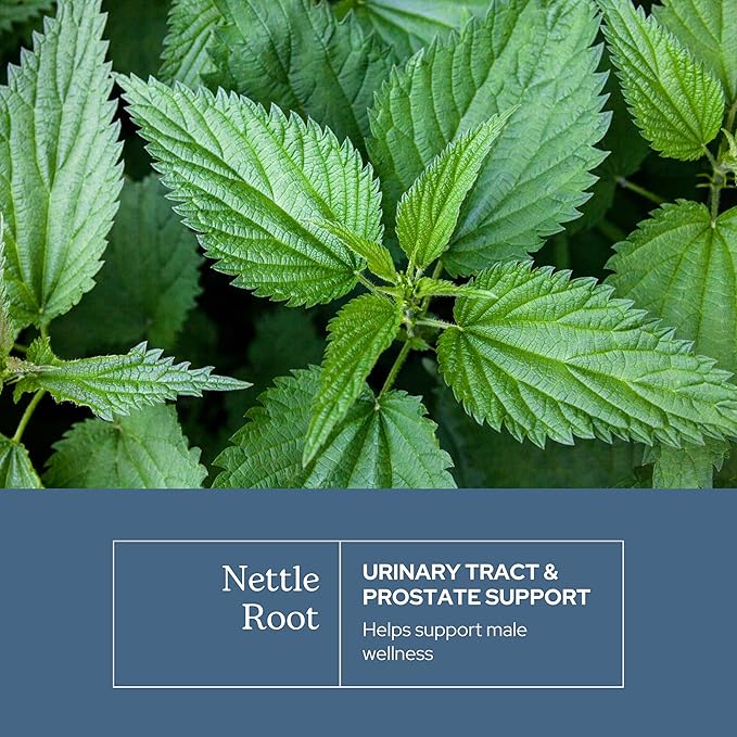 Eclectic Institute Raw Fresh Freeze-Dried Non-GMO Nettle Root | Prostate, Urinary Tract, and Male Support | 90 CT (250 mg)
