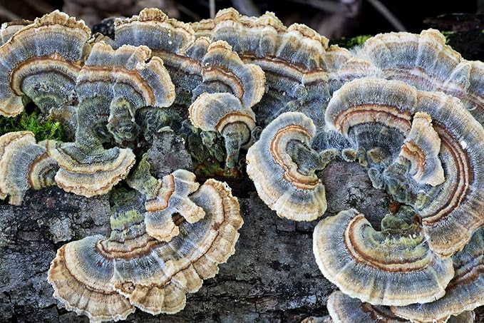 Turkey Tail Mushroom 100 GRAMS Whole Dried Organic Polyporus Vesicolor Yun Zhi