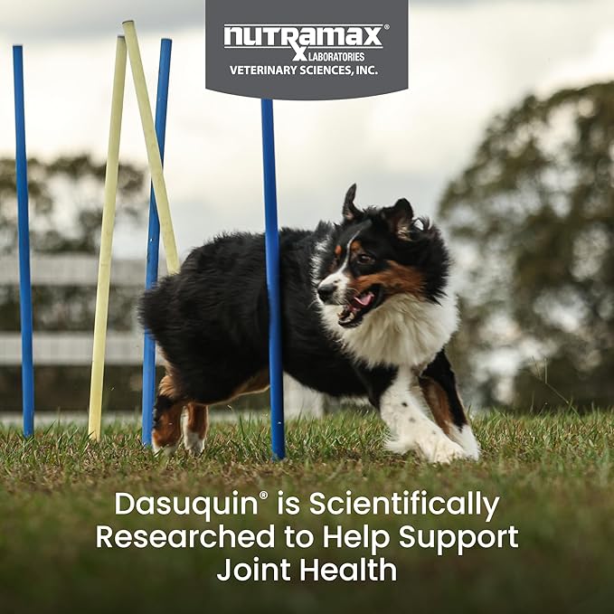 Nutramax Dasuquin for Large Dogs, Joint Health Supplement, Contains Glucosamine for Dogs, Plus Chondroitin, ASU, MSM and More, Supports Healthy Joints, Chewable Tablets, 84 Count