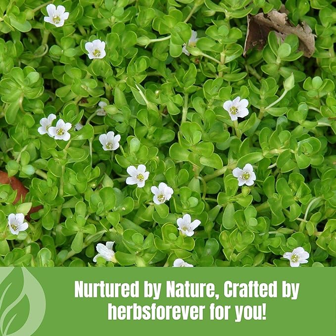 Brahmi Powder I 100% Pure Bacopa Monnieri I Natural Herbal Supplement – Non-GMO, Vegan, Gluten-Free I Supports Wellness – Premium Quality 230 GMS