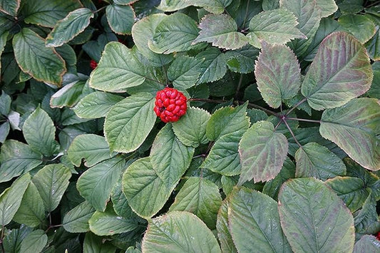 Stratifed Ginseng Seed 1 Pound Package