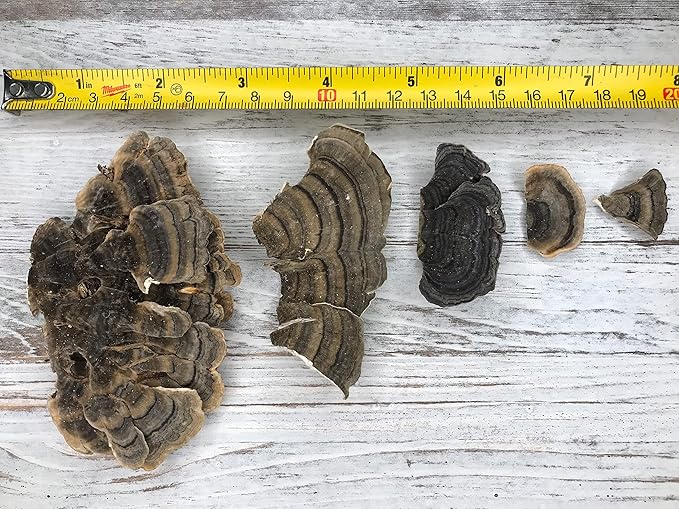 Turkey Tail Mushroom 100 GRAMS Whole Dried Organic Polyporus Vesicolor Yun Zhi